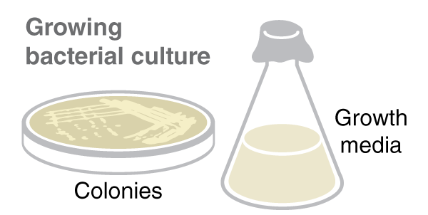 Infographic illustrating the growth of bacterial culture in a Petri dish and a conical flask.