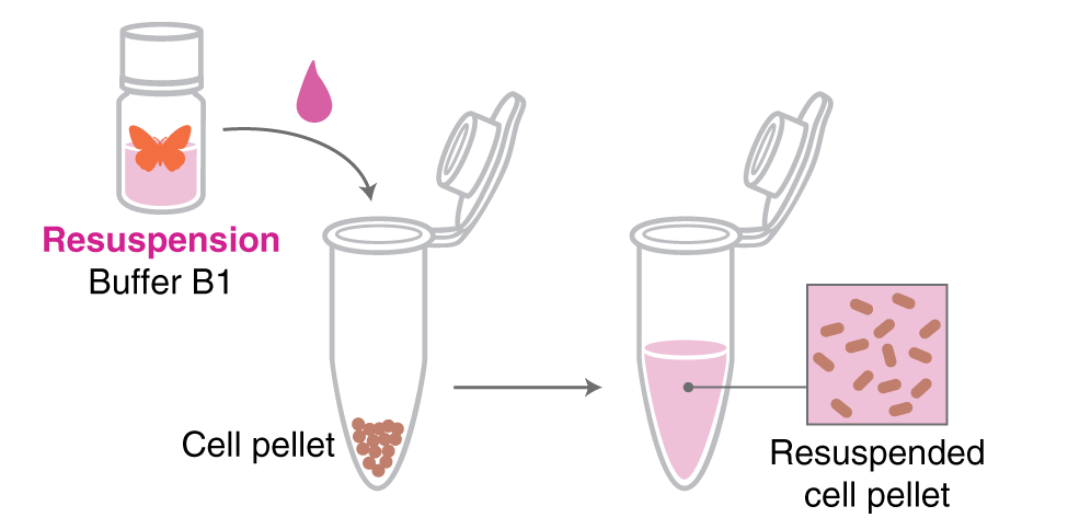Infographic demonstrating the resuspension of a bacterial pellet in a tube with a pink solution.