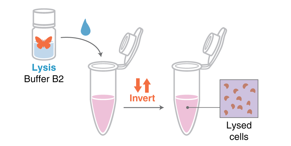 Infographic showing lysis of a bacterial suspension in a microfuge tube.