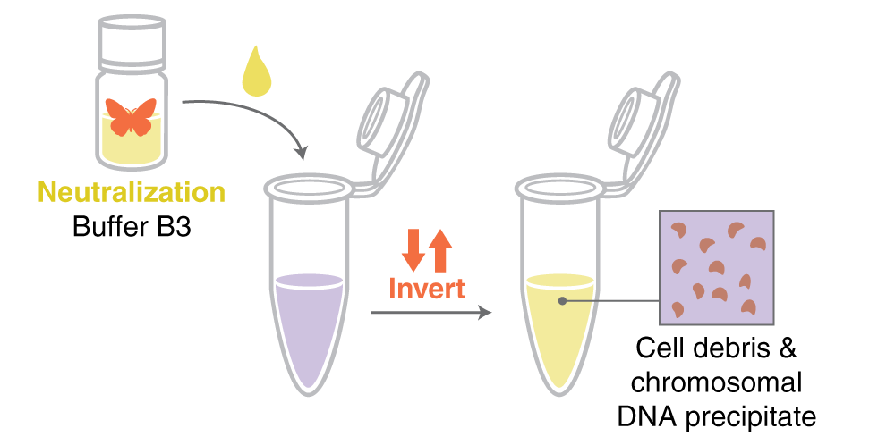 Infographic showing neutralization of a lysate with addition and mixing of a yellow solution