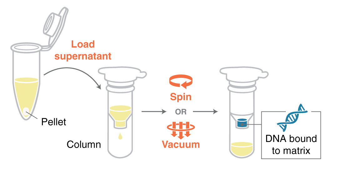 Infographic of DNA binding: transferring supernatant to a column and using spin or vacuum to isolate DNA