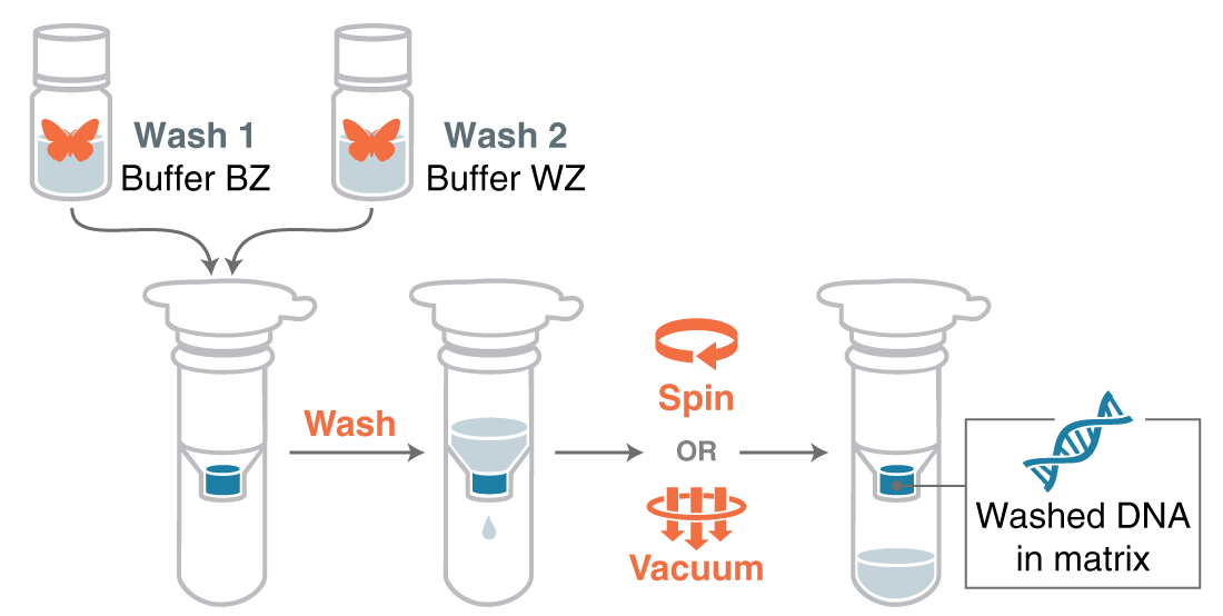 Infographic of two wash steps in DNA purification, showing sequential washing and DNA isolation using spin or vacuum