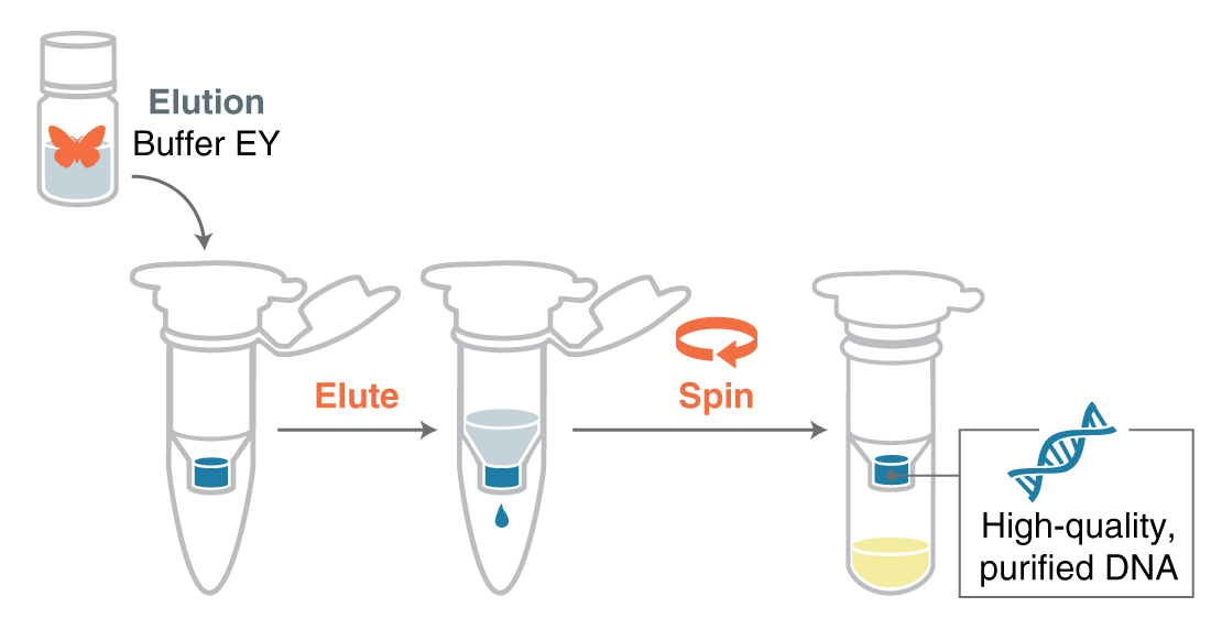 Illustration of DNA elution process showing adding buffer, centrifuging, and collecting DNA