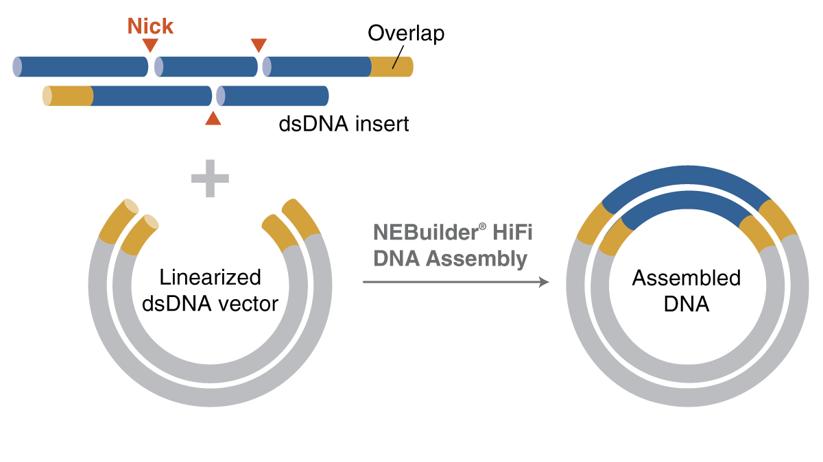 Four alternative and powerful cloning applications of NEBuilder HiFi