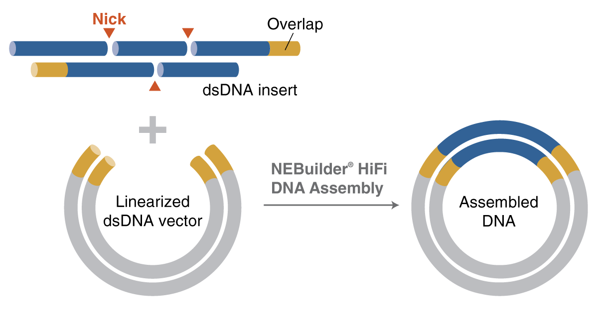 Simplified animated image of vectors and DNA fragments showing how NEBuilder HiFi facilitates annealed oligo assembly