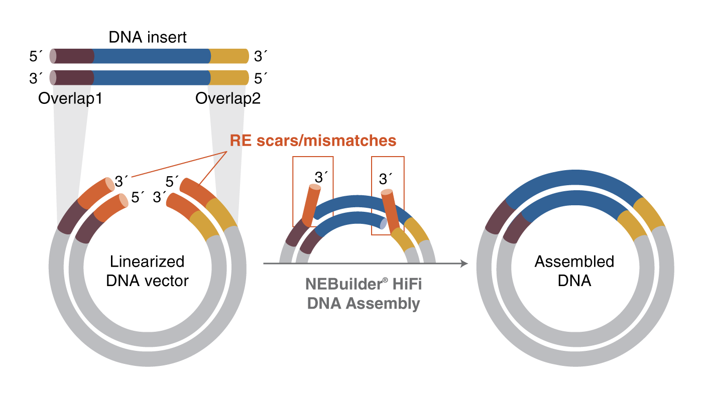 Simplified animated image of vectors and DNA fragments showing how NEBuilder HiFi facilitates mismatch repair