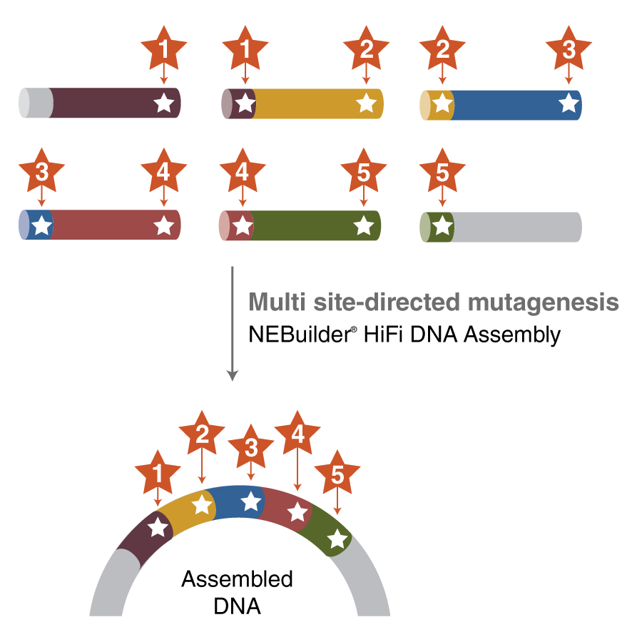 Simplified animated image of vectors and DNA fragments showing how NEBuilder HiFi facilitates multisite-directed mutagenesis