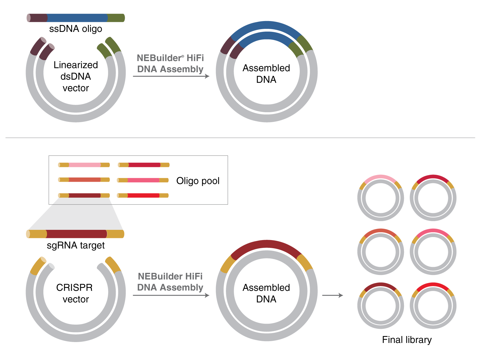 Simplified animated image of vectors and DNA fragments showing how NEBuilder HiFi facilitates single stranded oligo bridging