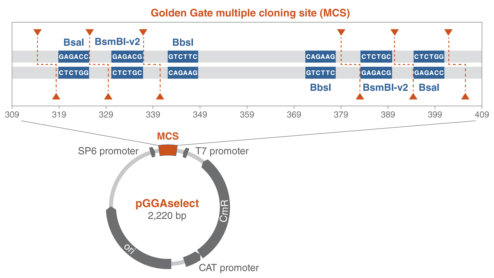 This image displays a plasmid map labeled pGGAselect, featuring a detailed section of a Golden Gate cloning site with specific restriction enzyme sites.