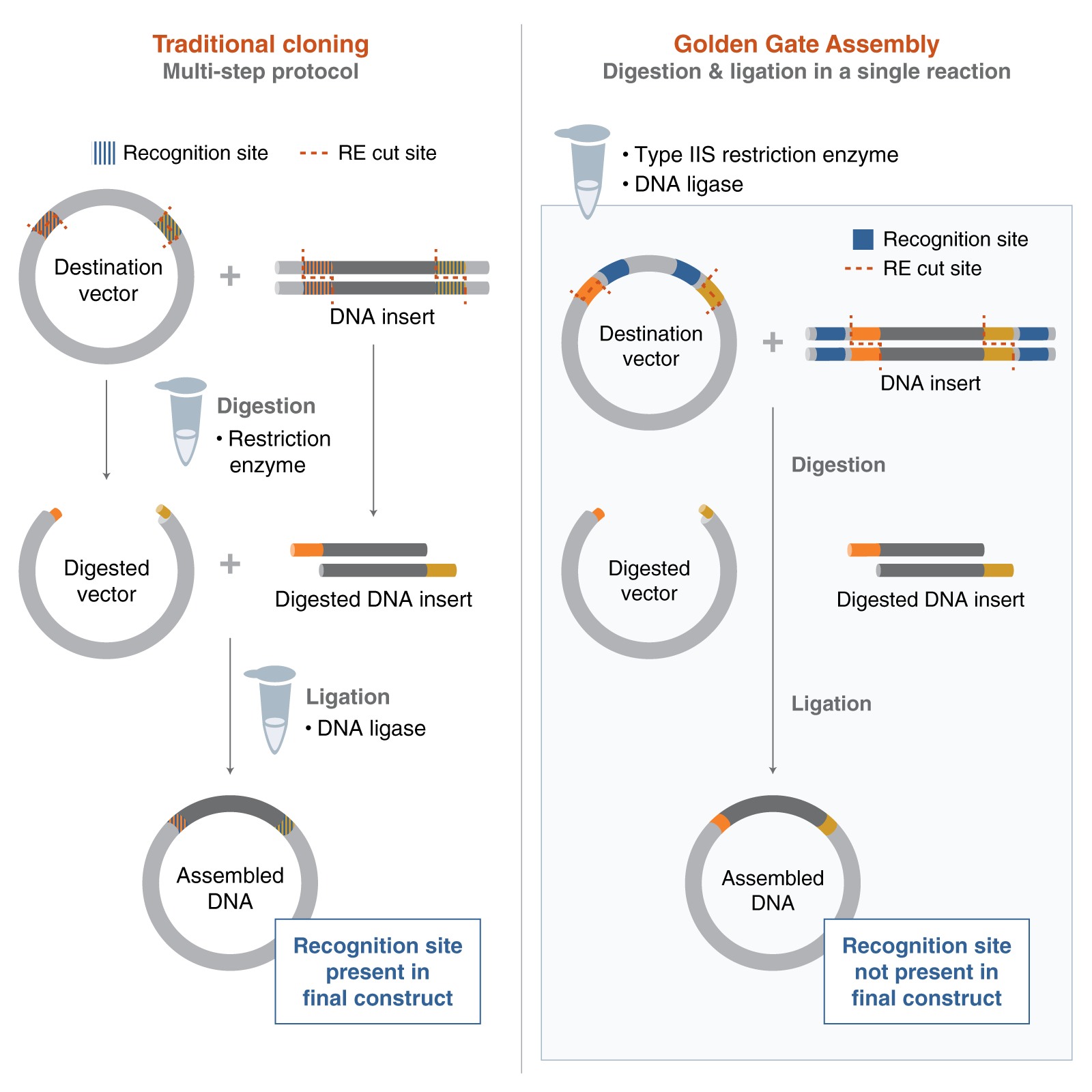 This image compares Traditional Cloning, a multi-step process, with Golden Gate Assembly, which combines steps into one and produces a cleaner final DNA construct without recognition sites.
