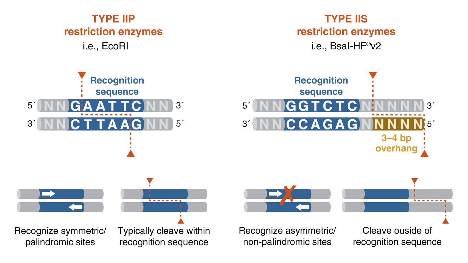 This image compares Type IIP and Type IIS restriction enzymes. Type IIP cuts directly within its recognition sequence, while Type IIS cuts outside its recognition sequence, creating overhangs.