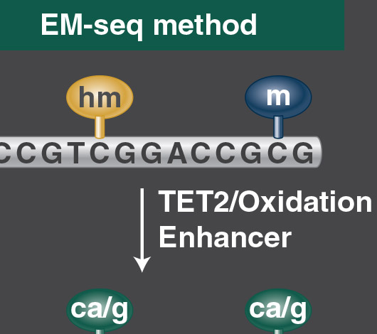 Improved methylome sequencing