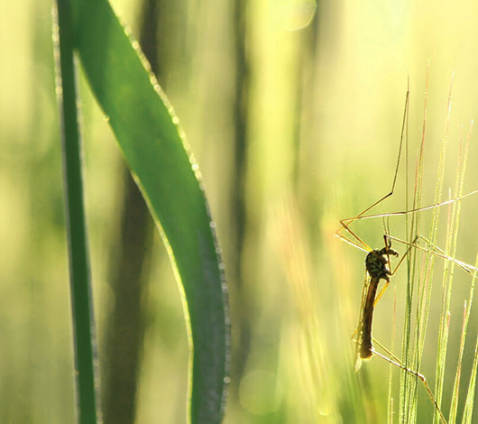 mosquito and leaf