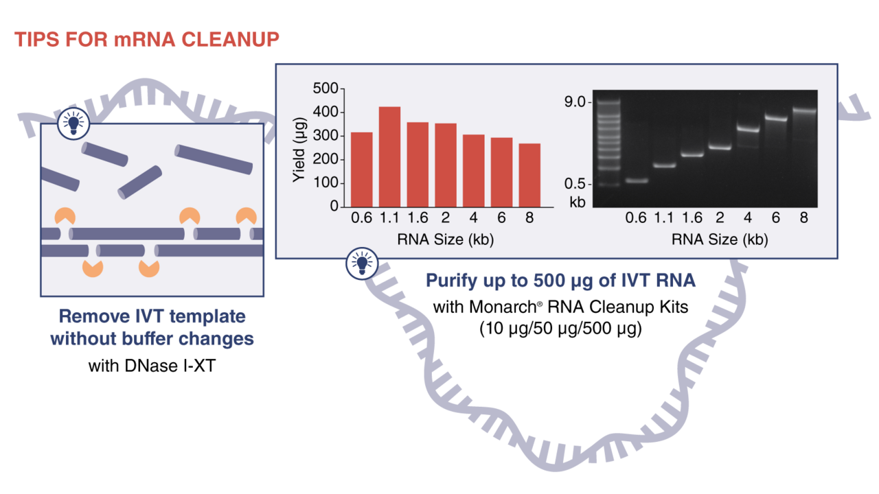 mRNA IVT Tips for mRNA Cleanup
