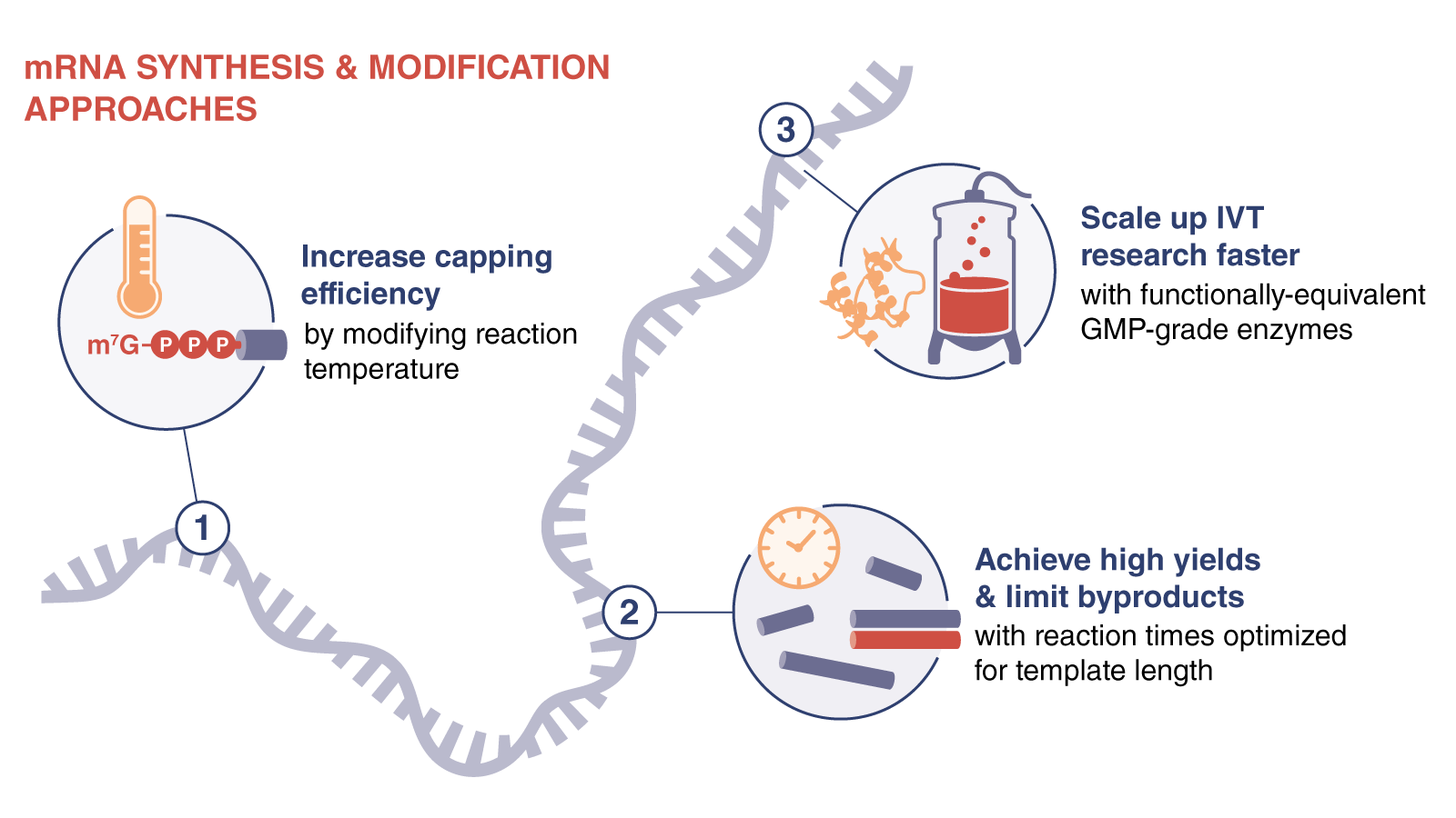 mRNA Synthesis Scale up 