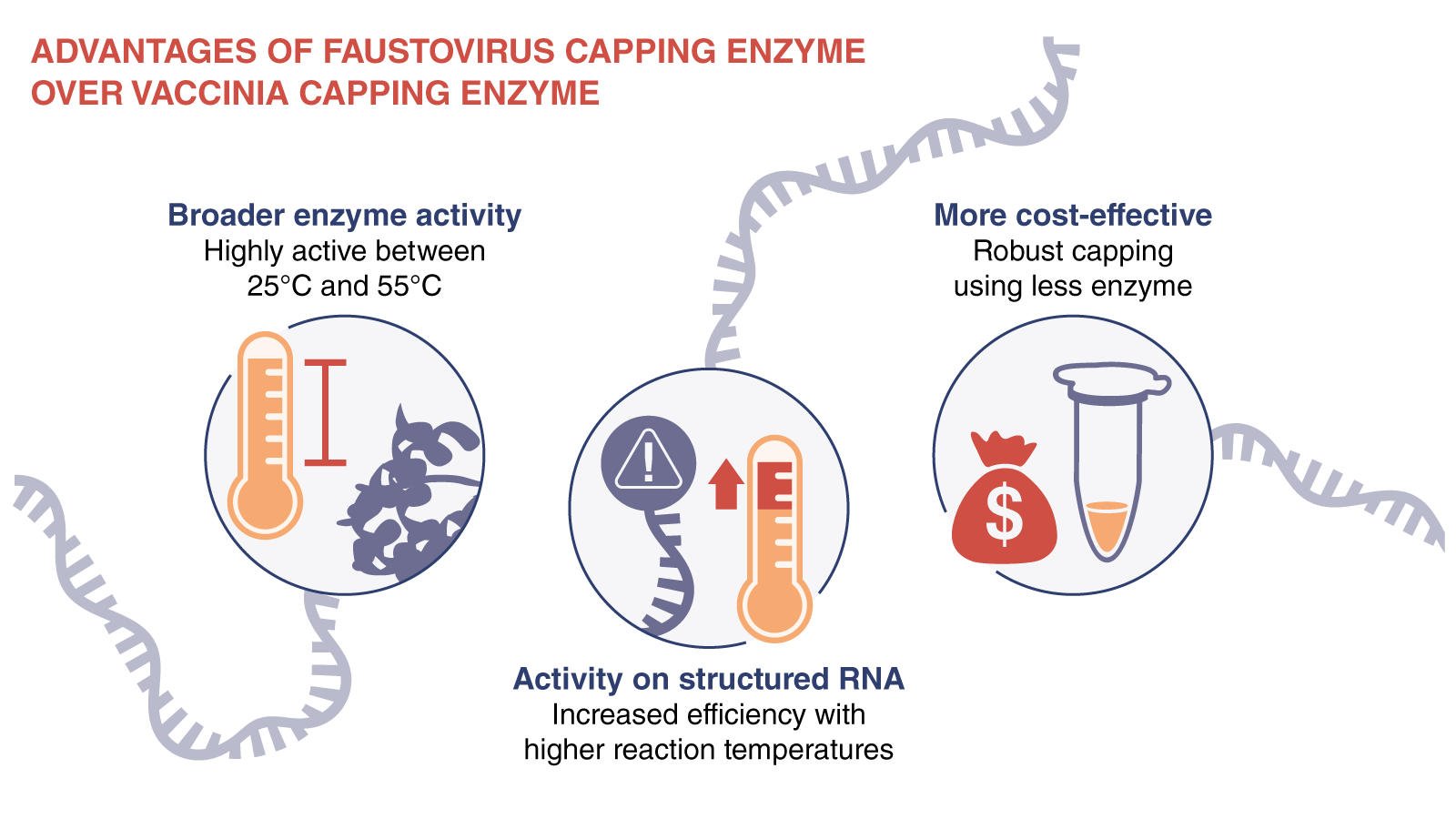 mRNA manufacturing Faustovirus capping enzyme Vaccinia Capping Enzyme infographic