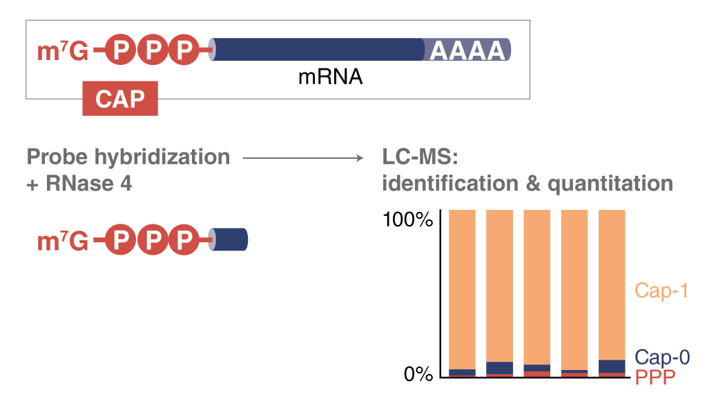LC-MS RNA capping analysis RNase 4