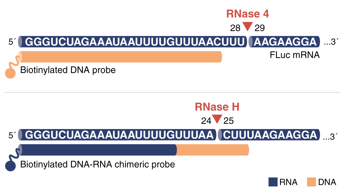 LC-MS Capping Analysis RNase 4 RNase H probes