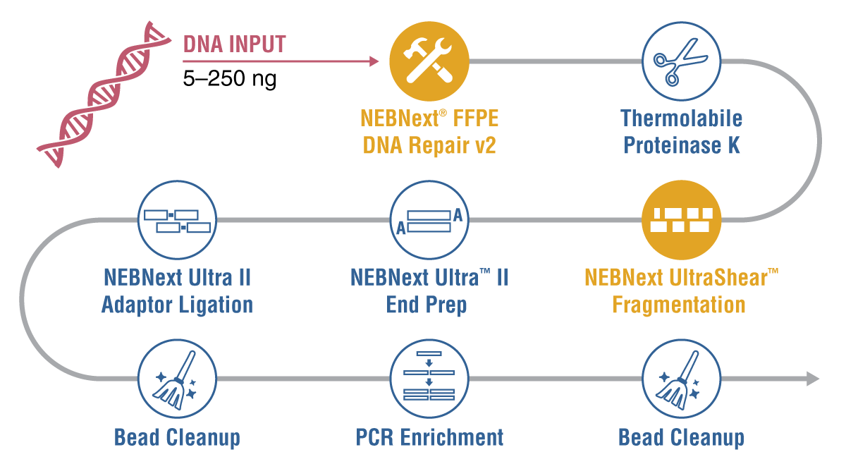 annotated infographic showing the workflow for using the NEBNext UltraShear FFPA DNA Library Prep Kit