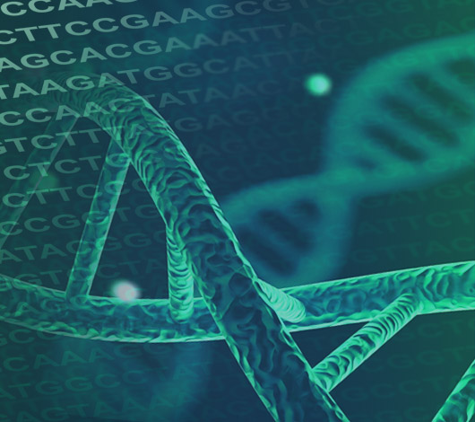 DNA molecules and nucleotide bases