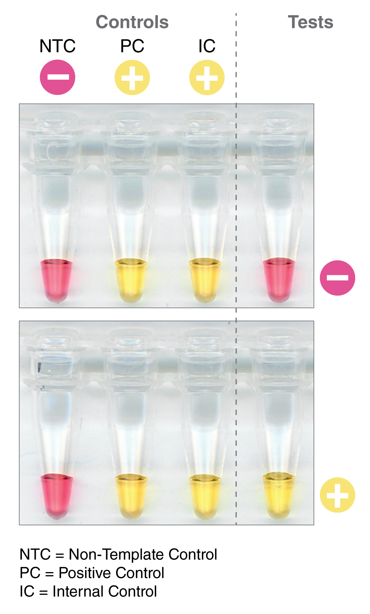 SARS-CoV-2 Rapid Colorimetric LAMP Assay Kit showing positive and negative samples