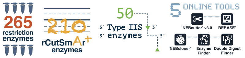 restriction enzyme infographic new england biolabs