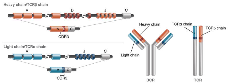 BCR and TCR V(D)J recombination