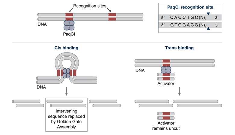 mechanism of action of multi-site enzymes