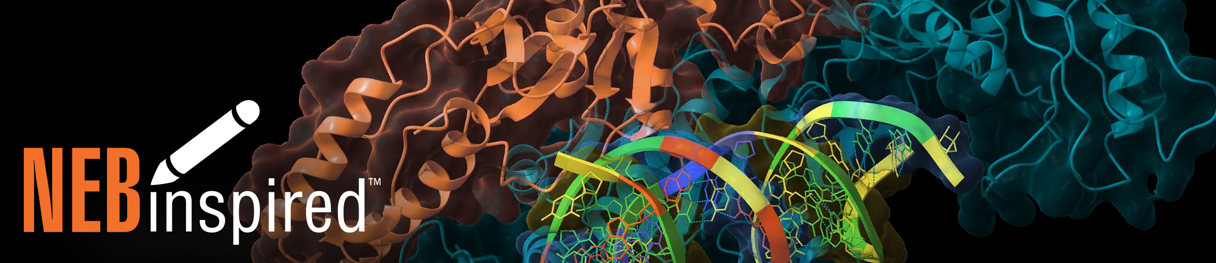 colorful animation of reverse transcriptase