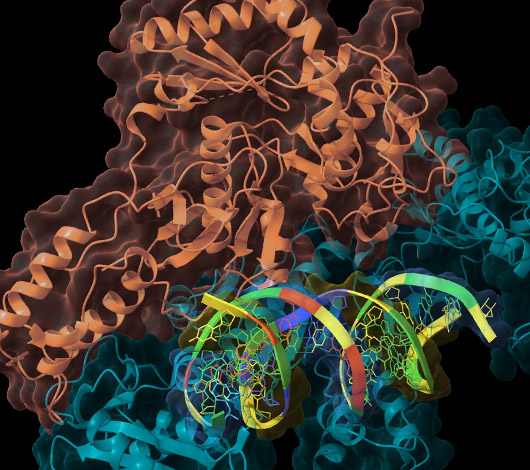 colorful animation of RNA polymerase