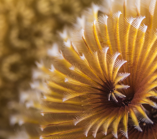 Marine biodiversity - Christmas Tree Worm