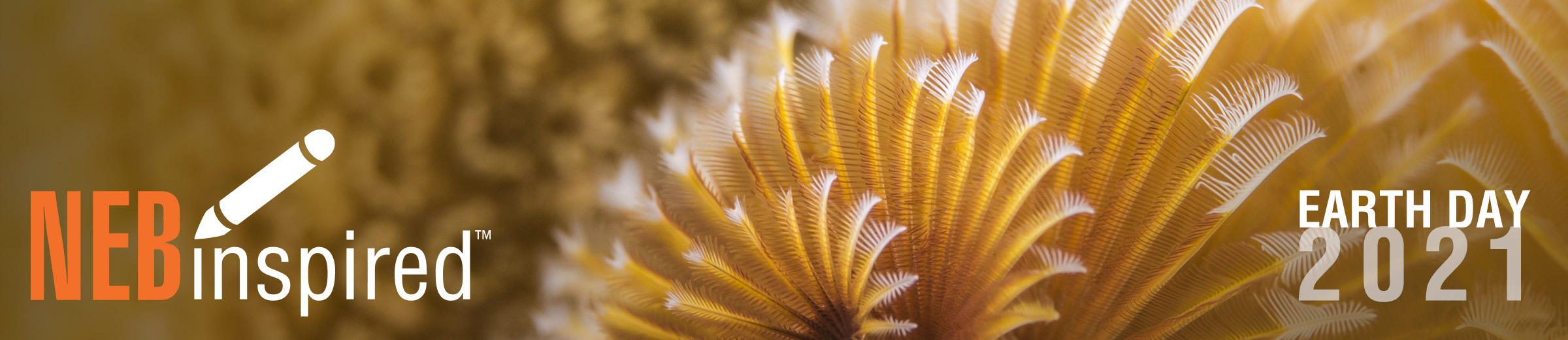 Marine biodiversity - Christmas tree worm