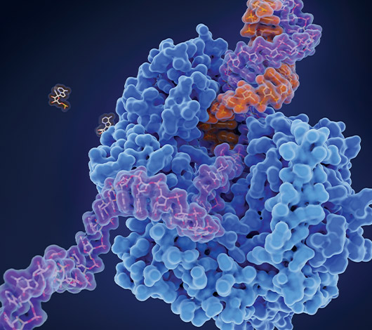 3D molecular illustration of DNA polymerase enzyme actively binding to a DNA strand, highlighting enzyme structure and function in genetic replication.