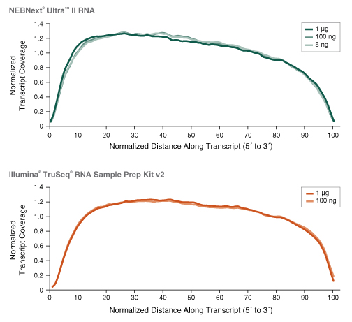 Nondir_RNA_Transcript_Figure2