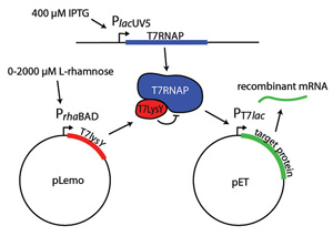 uning protein expression in Lemo21(De3)