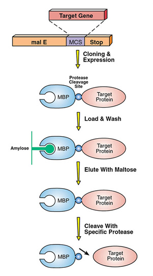 Schematic of the pMal System