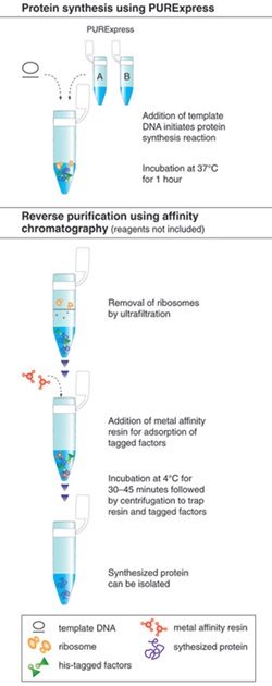 Schematic diagram of protein synthesis and purification using PURExpress