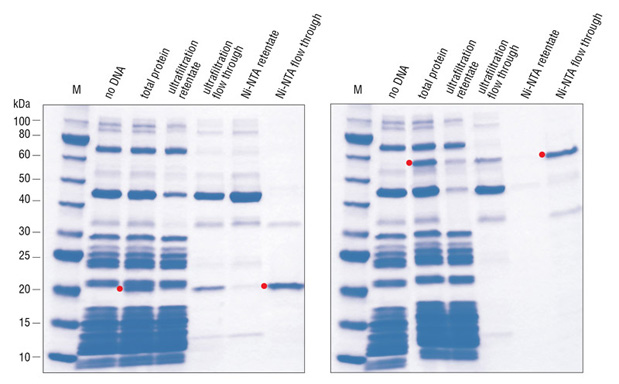 Expression and reverse purification of DHFR (A) and T4 DNA Ligase (B) using PURExpress