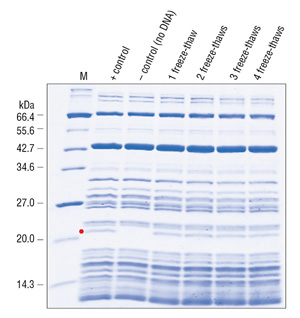 PURExpress, protein synthesis and purification, retains activity after multiple freeze-thaw cycles.