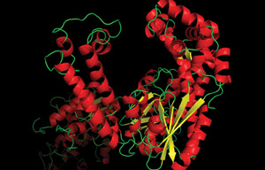 Polymerase diagram