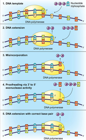 Polymerase Exonuclease Activity