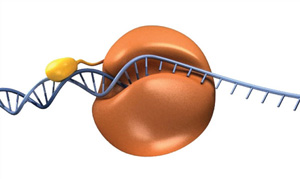 DNA polymerase and a small dsDNA-binding protein