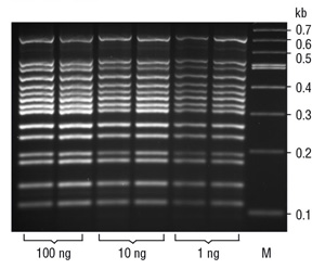 Taq DNA Polymerase and buffer