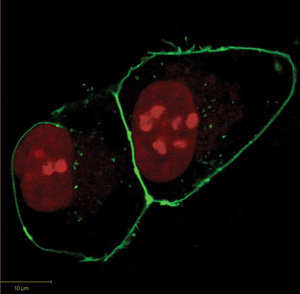 simultaneously label SNAP- and CLIP-tag fusion protein