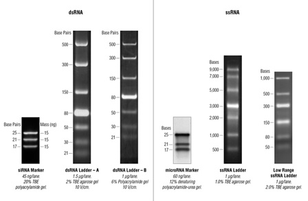 25/10 DNAプラス1本 Genomic DNA 165 kb Kits | アジレント・テクノロジー