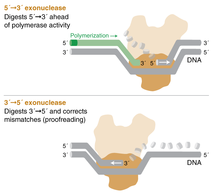 Image explaining exonuclease activity