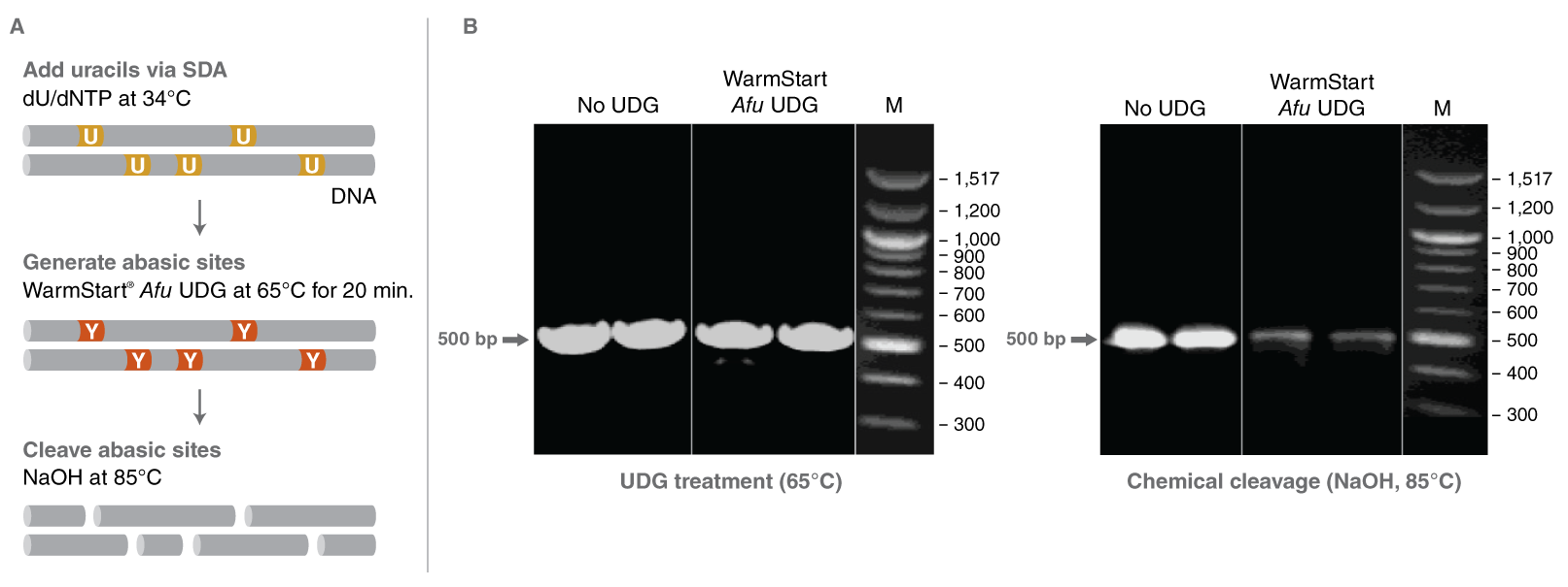 Graph of Digestion