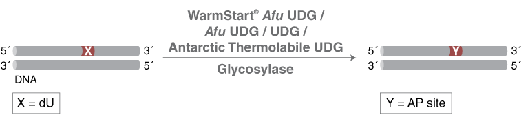 Mechanism for M1282