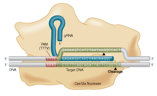 Cas12a