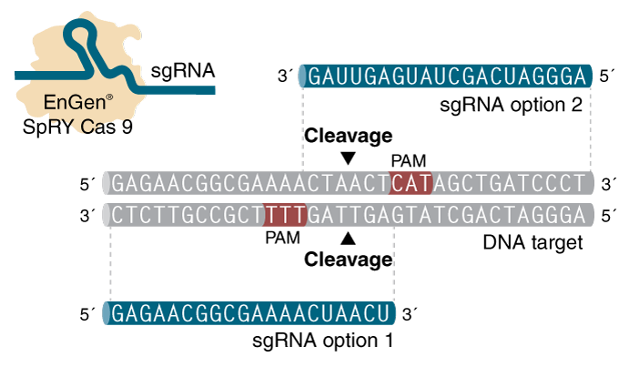 M0669 sgRNA Options